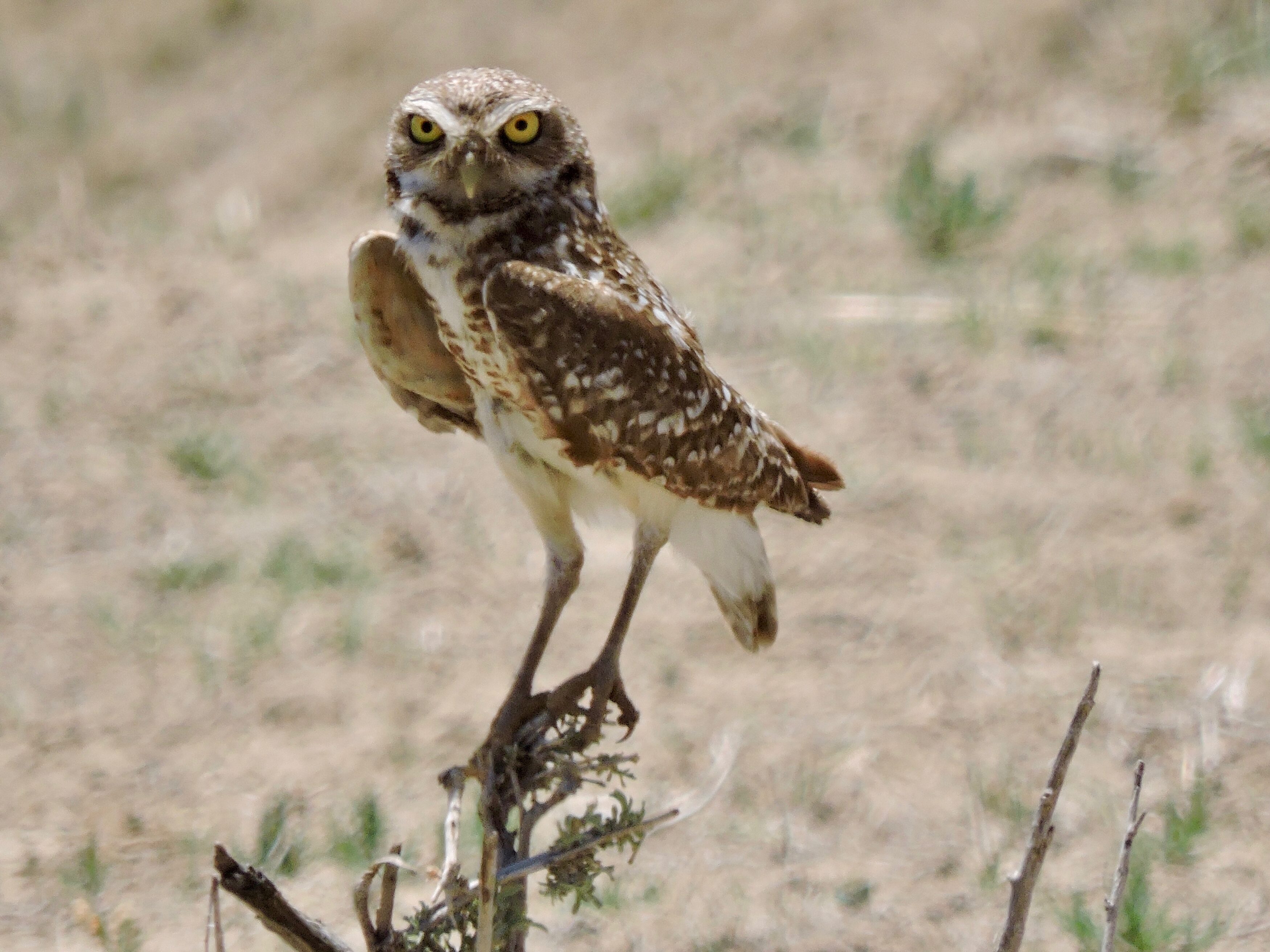 Photo of burrowing owl