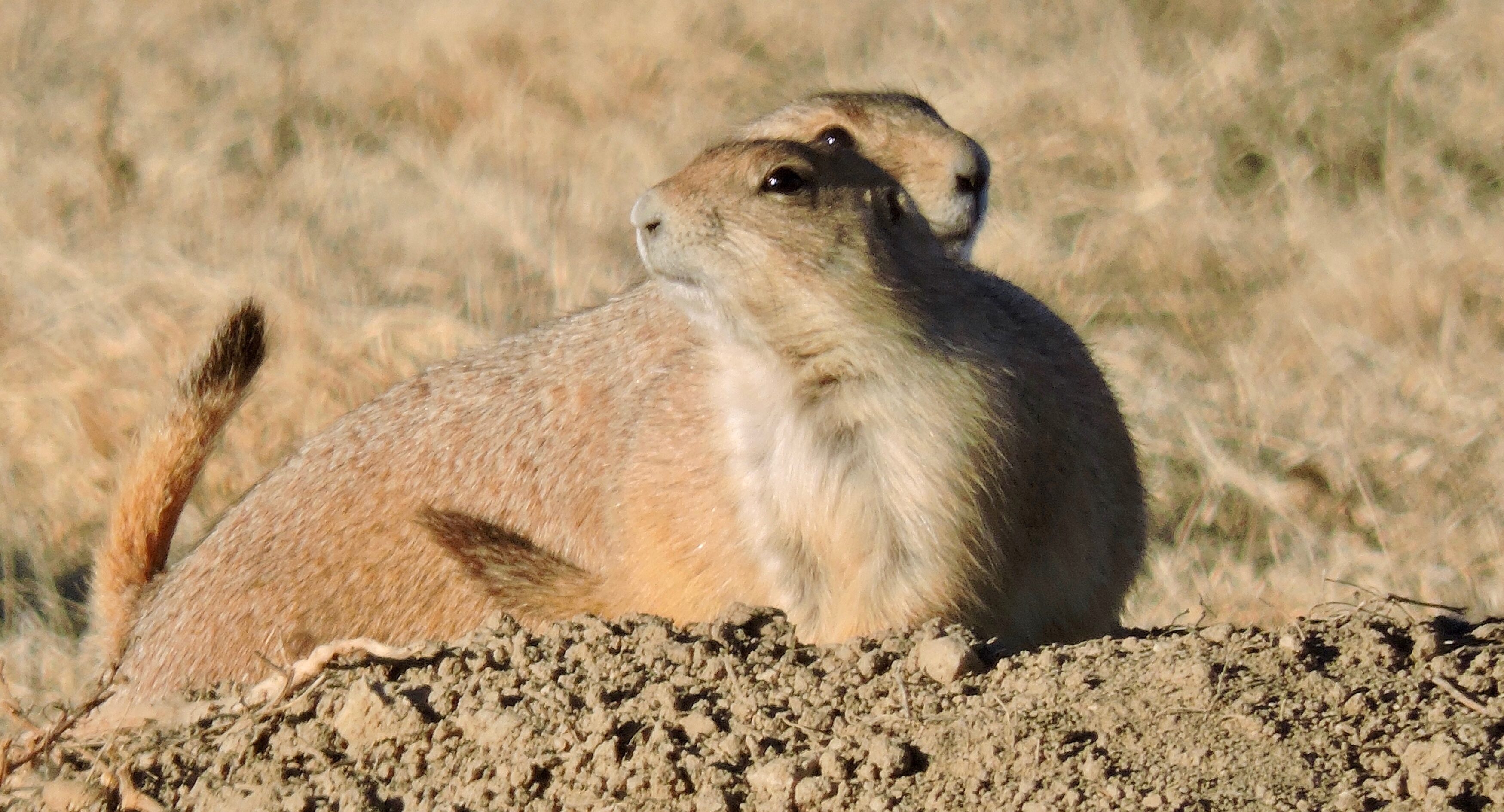 Two prairie dogs on top of burrow
