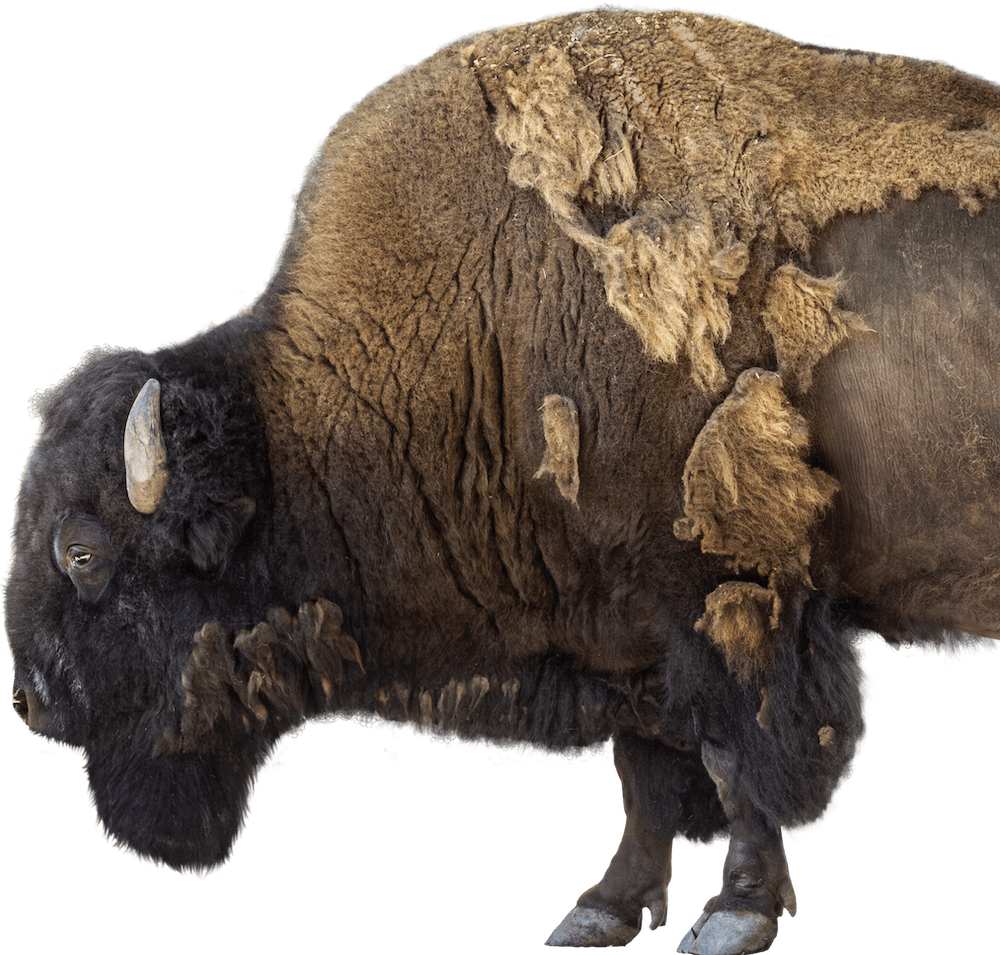 southern-plains-land-trust-bison