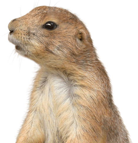 southern-plains-land-trust-prairie-dog