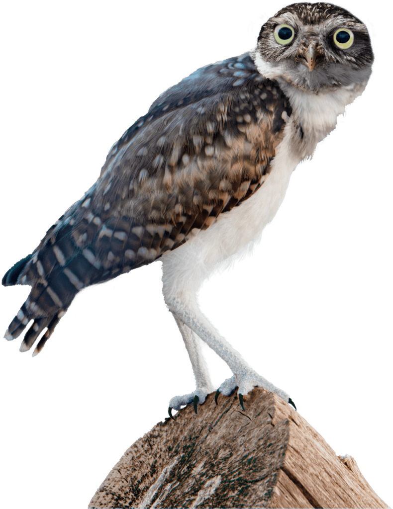 southern-plains-land-trust-owl