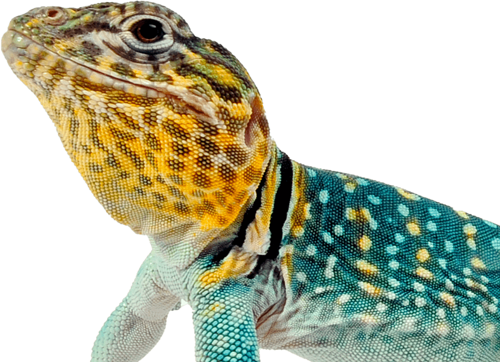 southern-plains-land-trust-collared-lizard