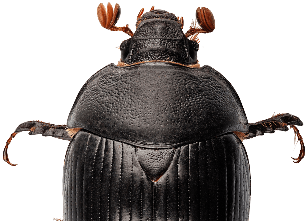 southern-plains-land-trust-dung-beetle