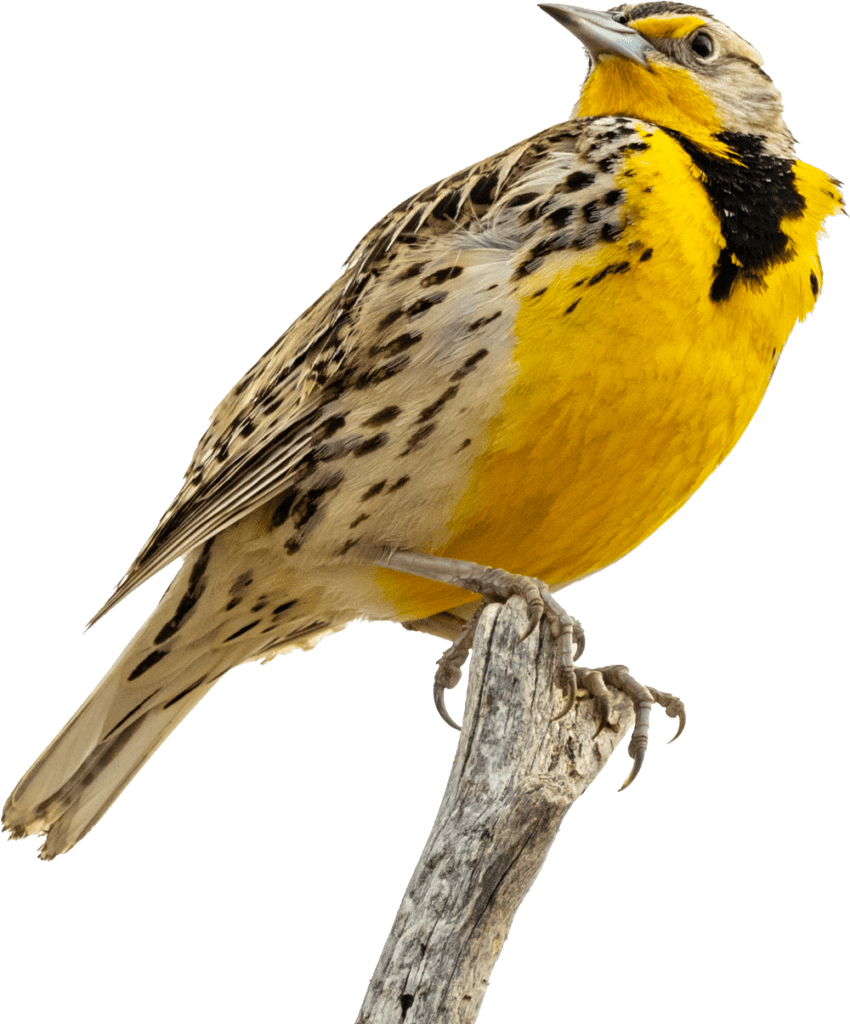 southern-plains-land-trust-meadowlark