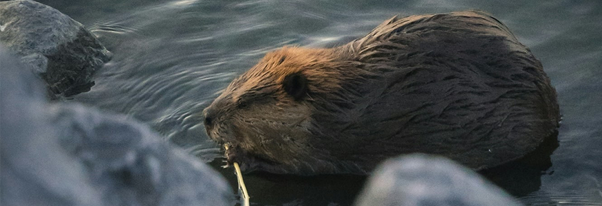 southern-plains-land-trust-beaver